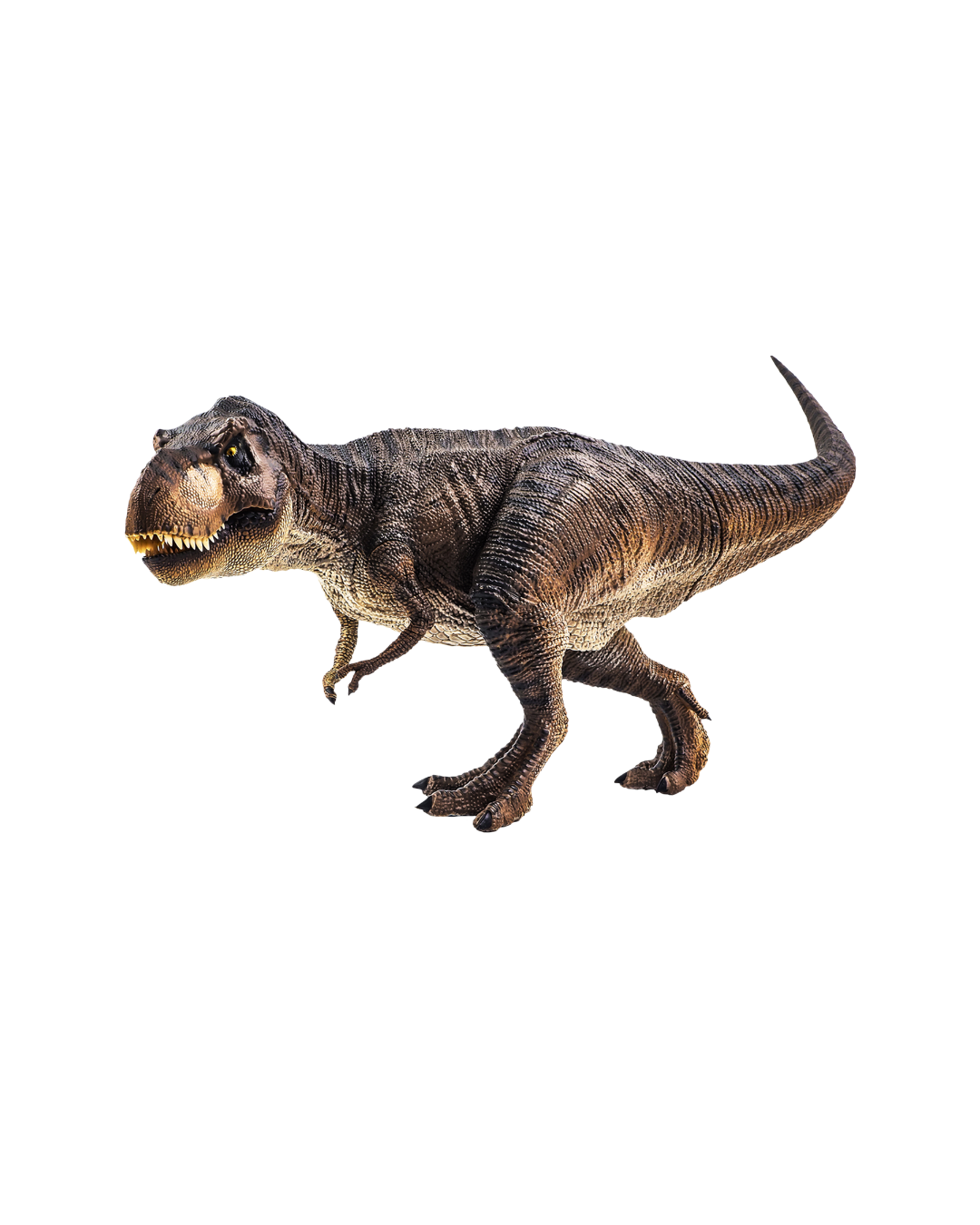 Hashnod Dino Concept Right